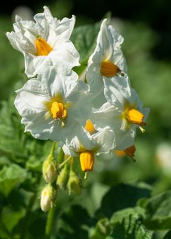 Blossom of potato plant (Solanum tuberosum)