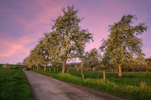 Panoramic image of meadow orchard with blossoming trees, Bergisches Land, Germany  