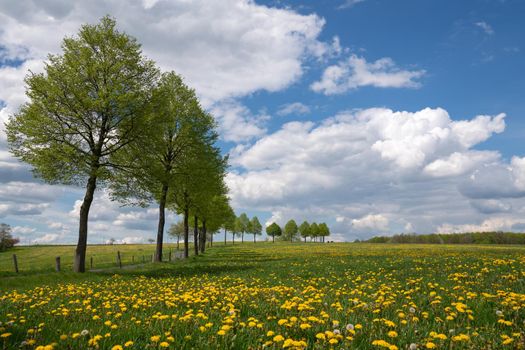 Panoramic landscape of meadow with clouds and blue sky at springtime, Bergisches Land, Germany