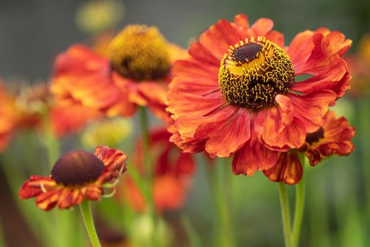 Helens Flower (Helenium), flowers of summertime