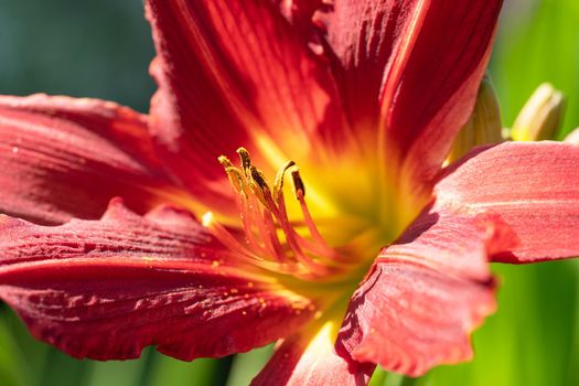 Day lily (Hemerocallis), close up of the flower head