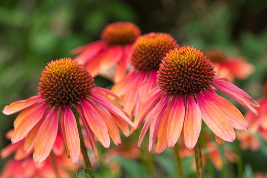 Coneflower (Echinacea purpurea), flowers of summer