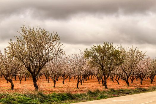 Almond trees in bloom under gray sky in Albacete, Spain