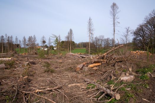 Panoramic image of cleared forest, forest dieback in North Rhine Westphalia, Germany 