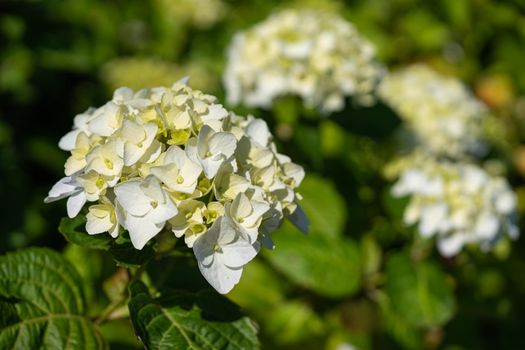 Penny mac (Hydrangea macrophylla), flowers of summer