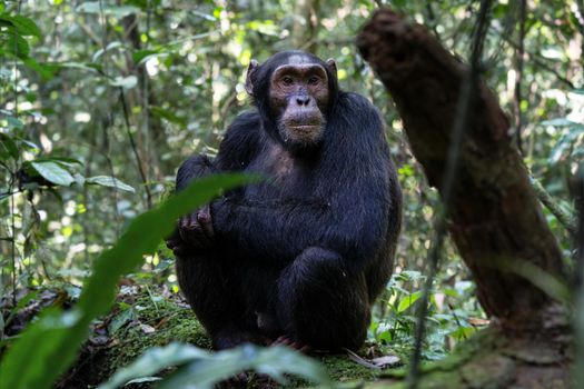 Close up image of chimpanzee within the forest of the Kibale National Park, Uganda, Africa