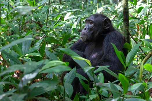 Close up image of chimpanzee within the forest of the Kibale National Park, Uganda, Africa