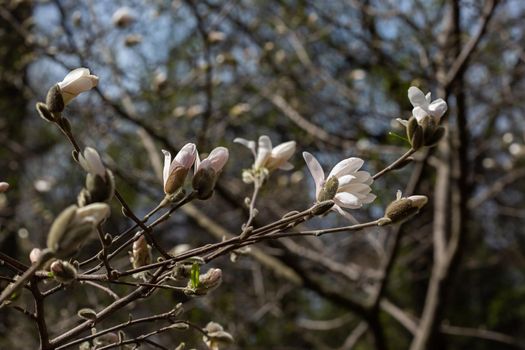 Natural background of magnolia flowers close-up without leaves in moscow park springtime