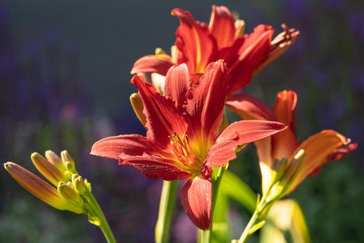 Day lily (Hemerocallis), close up of the flower head