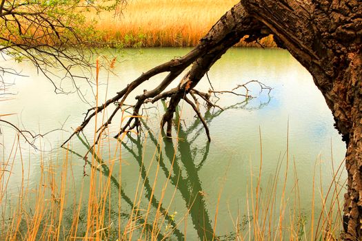 Tree with roots in the water and reflections in the Cabriel River in Spain