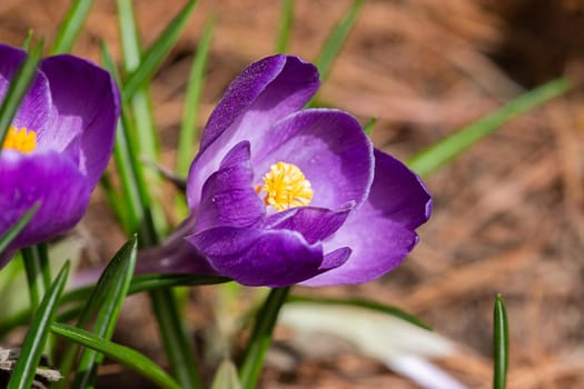 Close up of purple blooming crocuses in the park springtime. Selective focus. Blurred background.