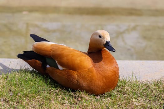 Unusual Orange Duck Ogar near the pond in Moscow Russia