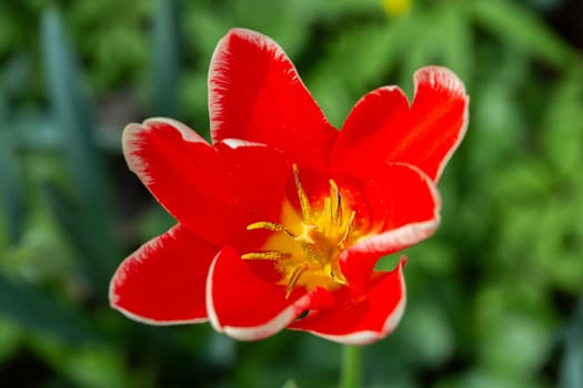Beautiful spring red flowers, close-up. Spring summer floral background. Selective focus.