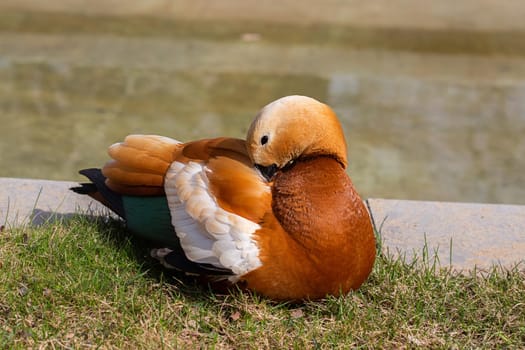 Unusual Orange Duck Ogar near the pond in Moscow Russia