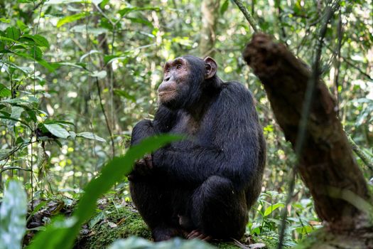 Close up image of chimpanzee within the forest of the Kibale National Park, Uganda, Africa