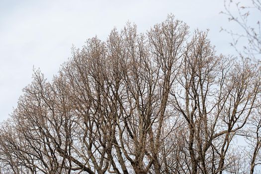 Bare tree branches on a dull blue gray spring sky background with selective focus