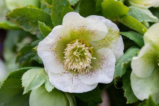 Close up view of Helleborus orientalis spring flower in the flowerbed. Selective focus