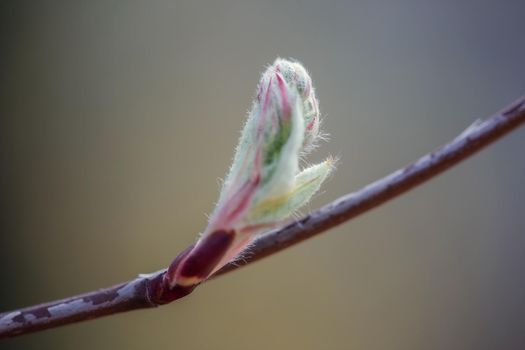 The first leaves and buds in spring. The buds of lilac open in early spring. Selective focus. Blurred background.
