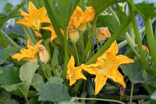 Blossom of courgette plant (Cucurbita pepo)