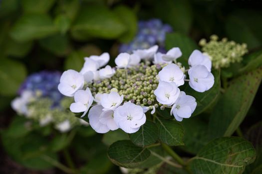 Penny mac (Hydrangea macrophylla), flowers of summer