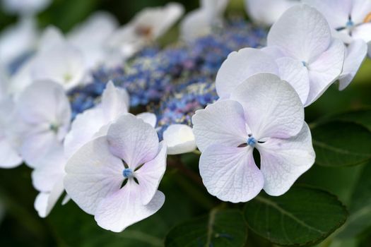 Penny mac (Hydrangea macrophylla), flowers of summer