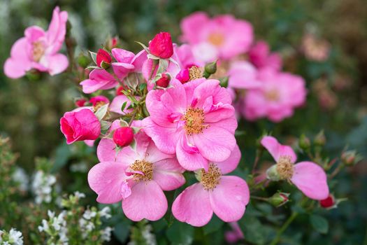 Dwarf rose (Rosa patio), bee-friendly flower of summer