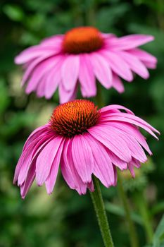 Coneflower (Echinacea purpurea), flowers of summer