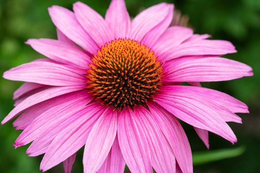 Coneflower (Echinacea purpurea), flowers of summer