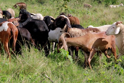 itabuna, bahia, brazil - june 15, 2012: Sheep breeding are seen in the pasture of a farm in the city of Itabuna.