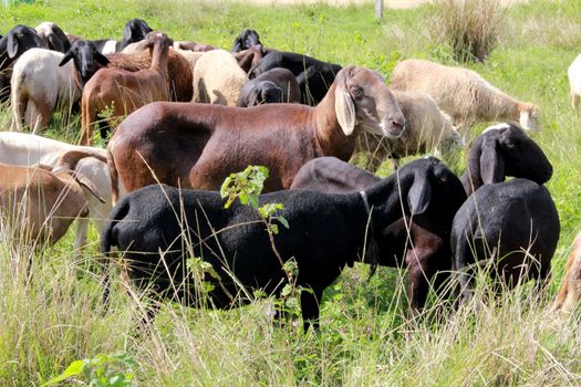 itabuna, bahia, brazil - june 15, 2012: Sheep breeding are seen in the pasture of a farm in the city of Itabuna.