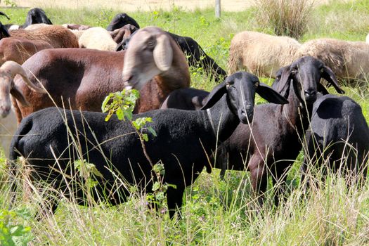 itabuna, bahia, brazil - june 15, 2012: Sheep breeding are seen in the pasture of a farm in the city of Itabuna.
