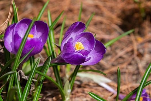 Close up of purple blooming crocuses in the park springtime. Selective focus. Blurred background.