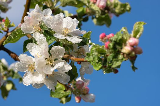 Apple tree (Malus domestica), blossoms of springtime