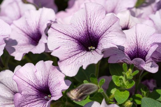 Close up image of Garden Petunia (Petunia hybrida)
