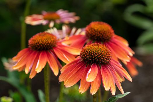 Coneflower (Echinacea purpurea), flowers of summer