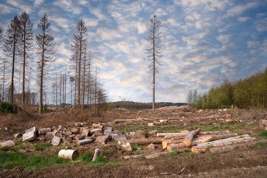 Panoramic image of cleared forest, forest dieback in North Rhine Westphalia, Germany 
