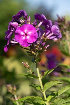 Garden Phlox (Phlox paniculata), flowers of summer