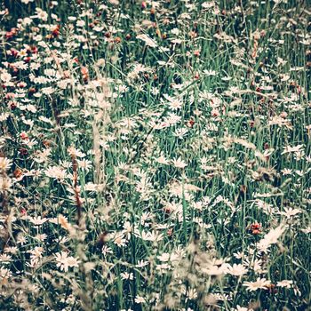 Vintage daisy field in summer, green grass and blooming flowers, chamomile meadow as spring nature and floral background, botanical garden and eco environment.