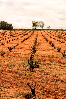 Landscape of vineyards with red land under gray sky in Castilla la Mancha, Spain