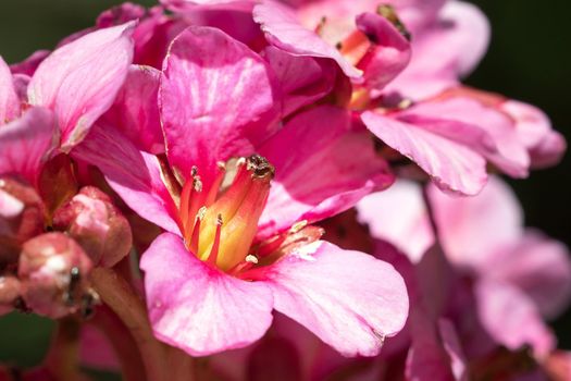 Bergenia (Bergenia hybride), close up of the flower head