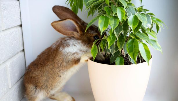 Cute brown rabbit on the windowsill bites a ficus.