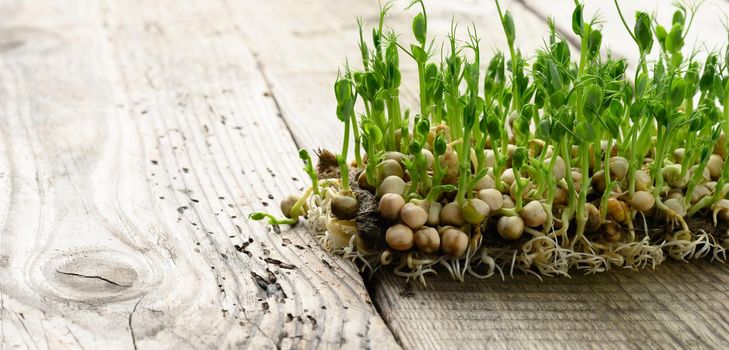 green pea sprouts on a gray wooden table, healthy and tasty food, detox