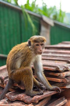 a flock of monkeys rummaging in a junkyard.