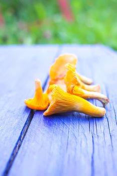 Cantharellus cibarius. Edible yellow mushrooms on wooden surface. Golden chanterelle or girolle.