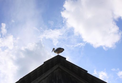 White stork on the roof of a house