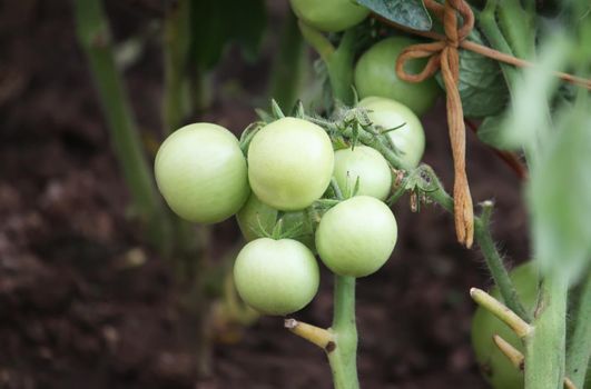 Unripe tomatoes growing in the greenhouse