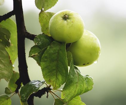 Ripe apples on tree branch in the autumn garden.