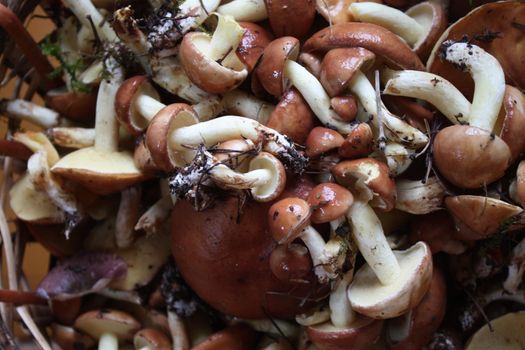 Fresh picked different forest mushrooms close up