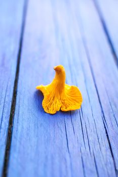 Cantharellus cibarius. Edible yellow mushrooms on wooden surface. Golden chanterelle or girolle.