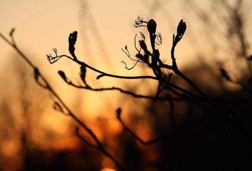 Branches with little leaves in front of sunset sky